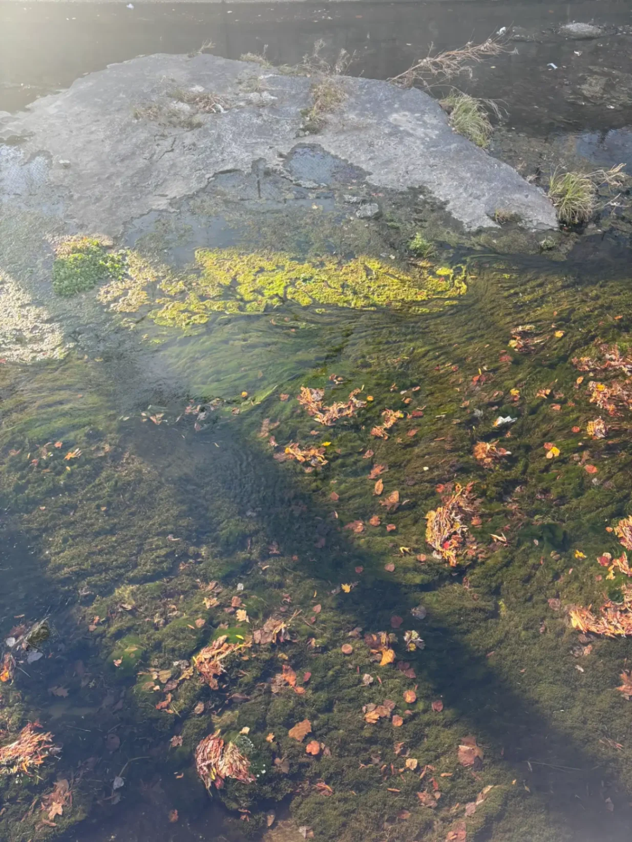 Dappled forest light over a mossy creek