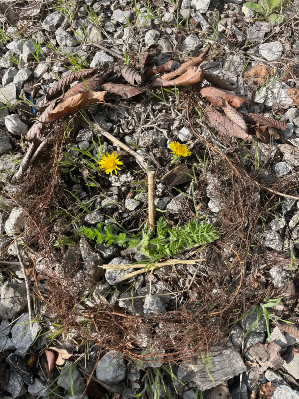 Hands arranging leaves and natural materials in a circle